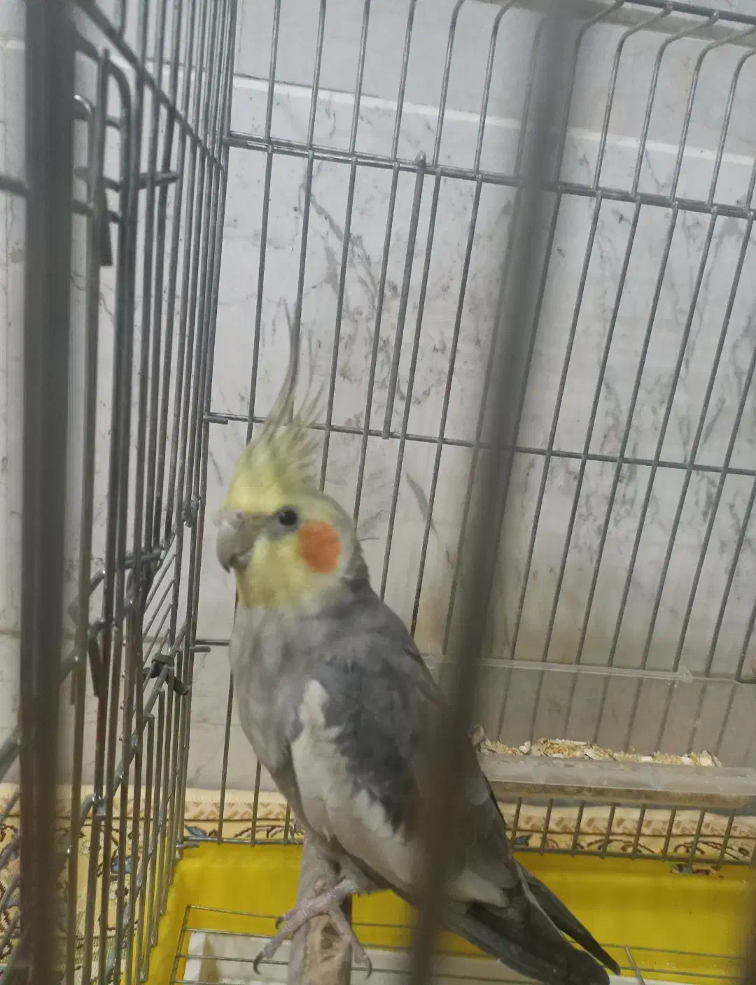 فروش عروس هلندی|پرنده|تیران, |دیوار