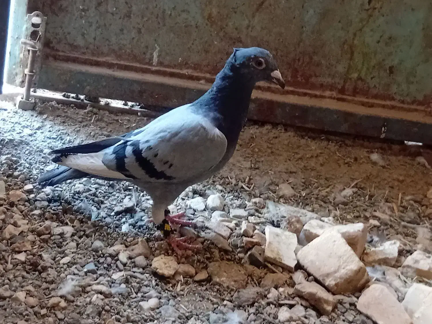 کبوتر مینا کاکلی المانی|پرنده|تربتحیدریه, پایانه مسافربری تربت حیدریه|دیوار