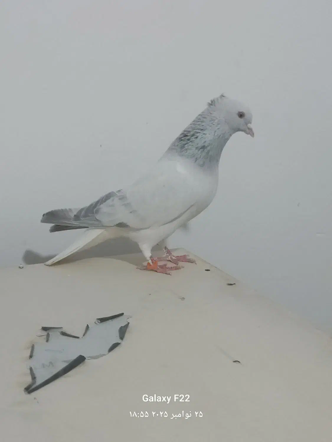 شامی دم سفید|پرنده|مشهد, هفده شهریور|دیوار