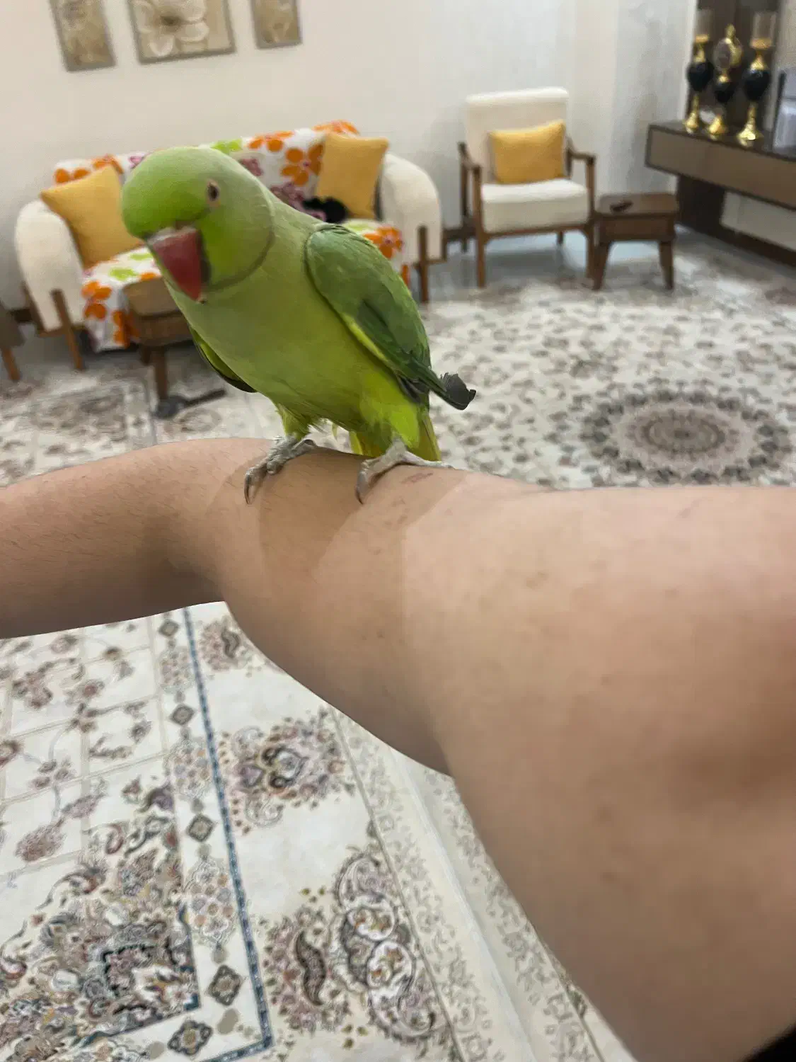 طوطی ملنگو|پرنده|مشهد, امام خمینی|دیوار