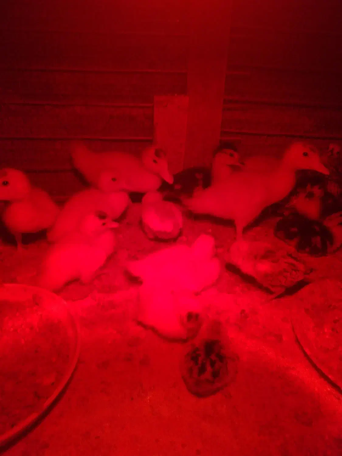 فروش جوجه اردک|حیوانات مزرعه|گتاب, |دیوار