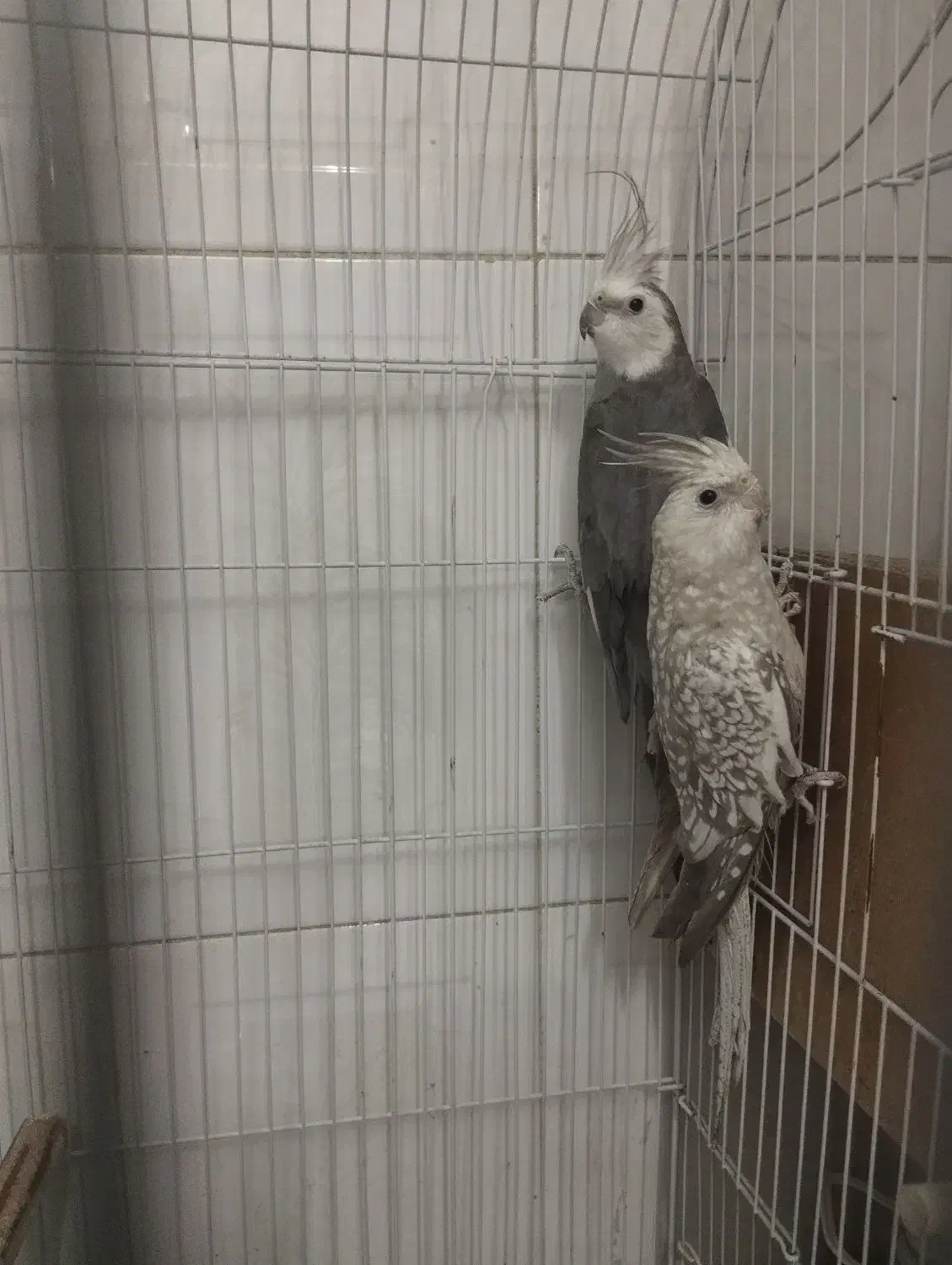 عروس هلندی|پرنده|برخوار, |دیوار