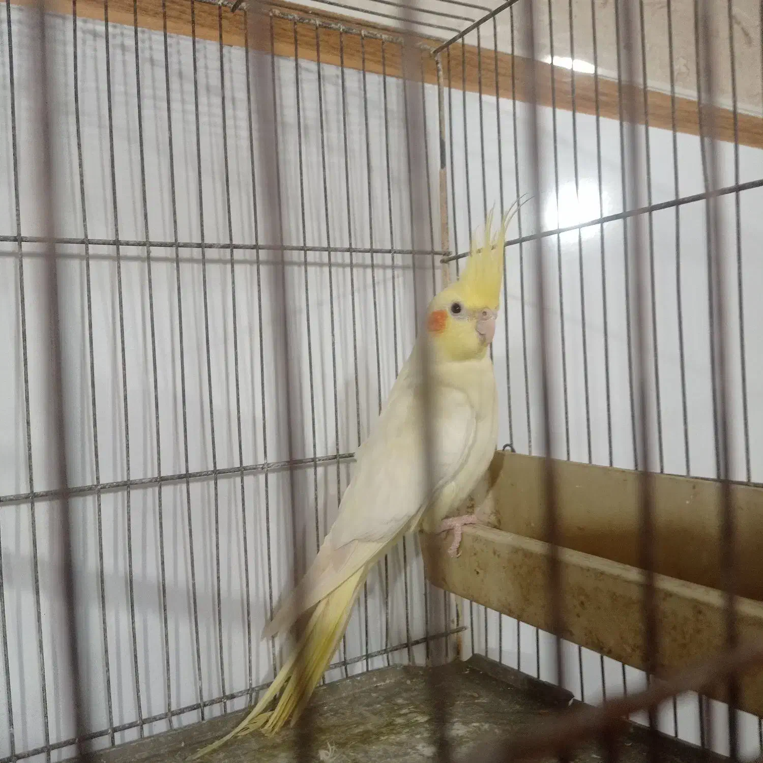 عروس هلندی نر آماده بشرت|پرنده|لنگرود, |دیوار