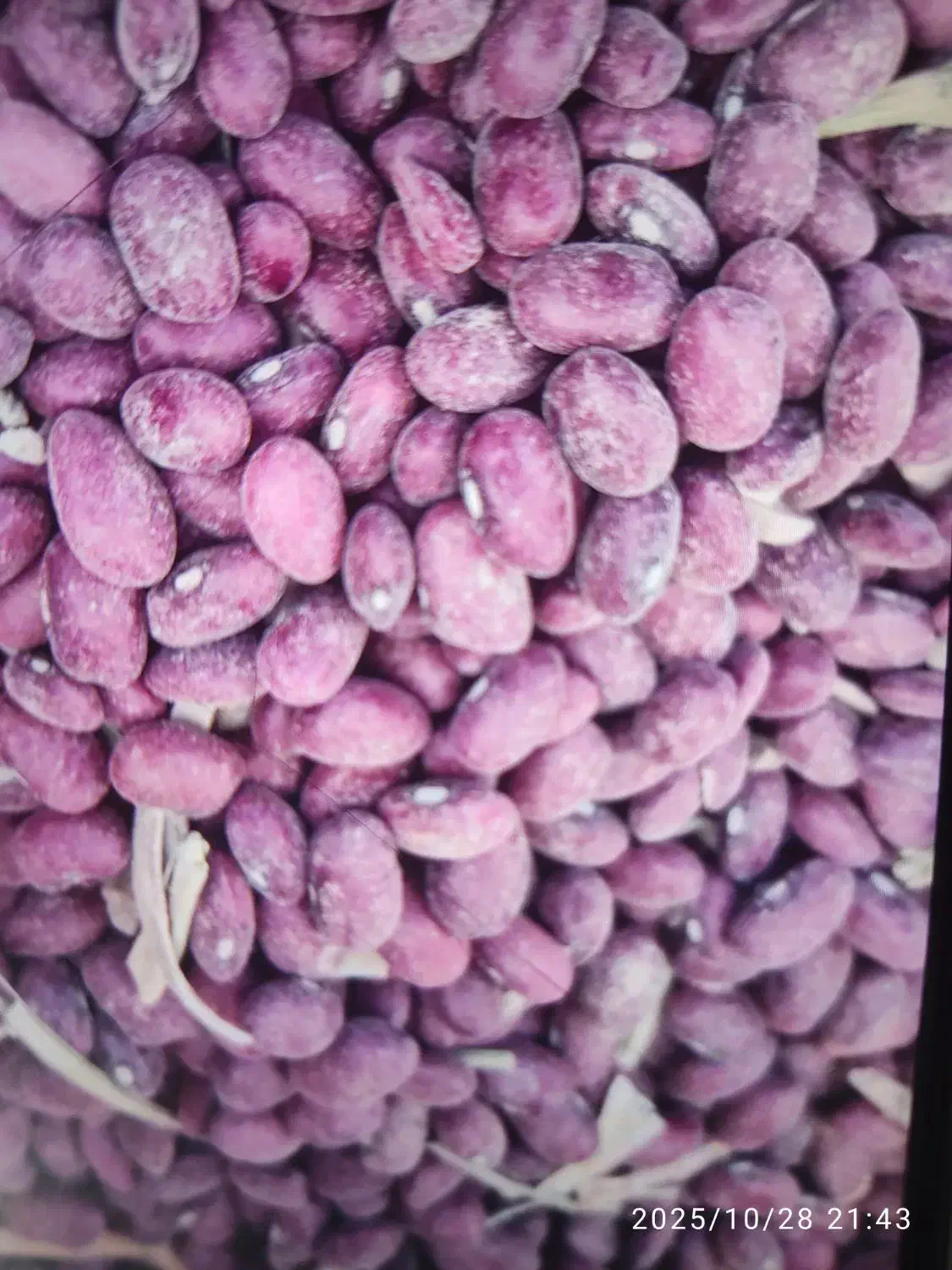 لوبیا قرمز|عمدهفروشی|دهگلان, |دیوار