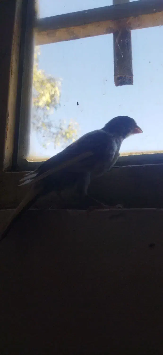 قناری|پرنده|ساروق, |دیوار