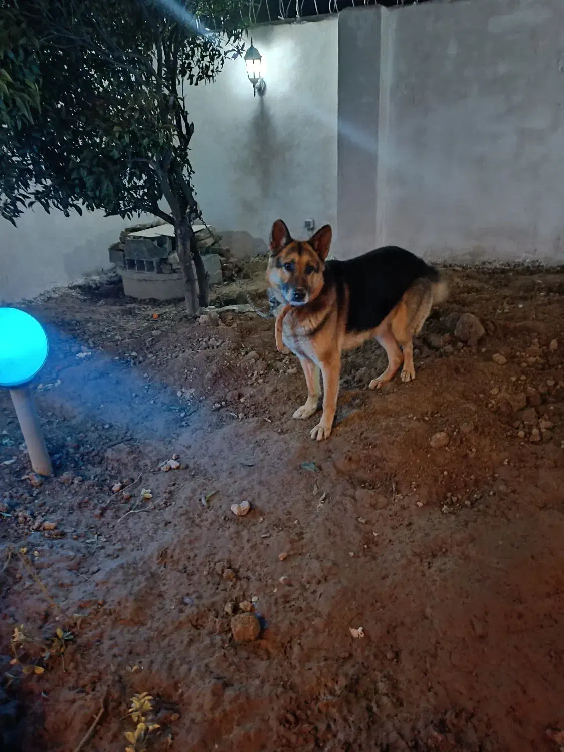 ژرمن|سگ|ساری, |دیوار