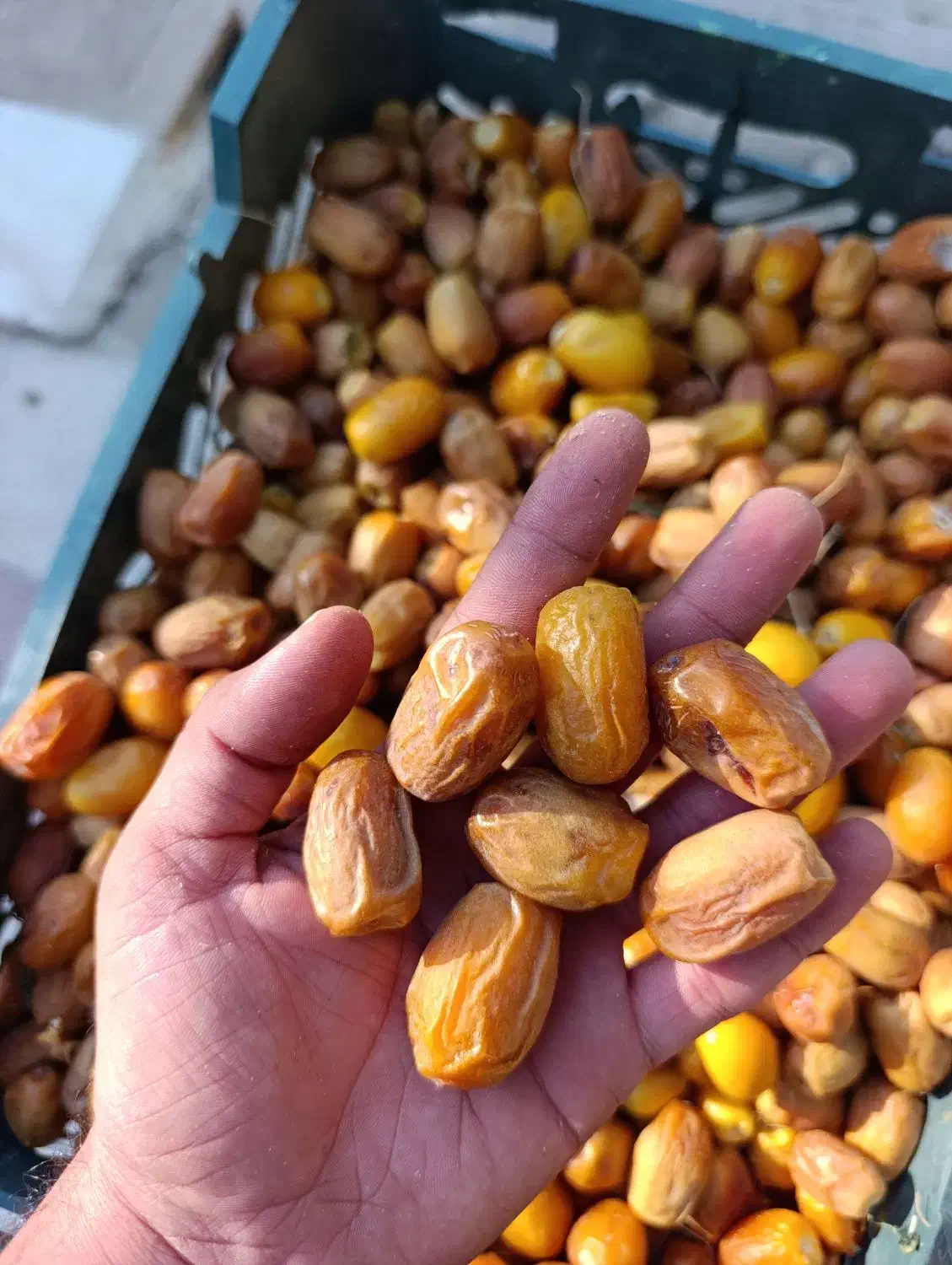 حراج واقعی خرما از کیلو ۱۰۵هزارتومان|خوردنی و آشامیدنی|قم, جهان بینی|دیوار