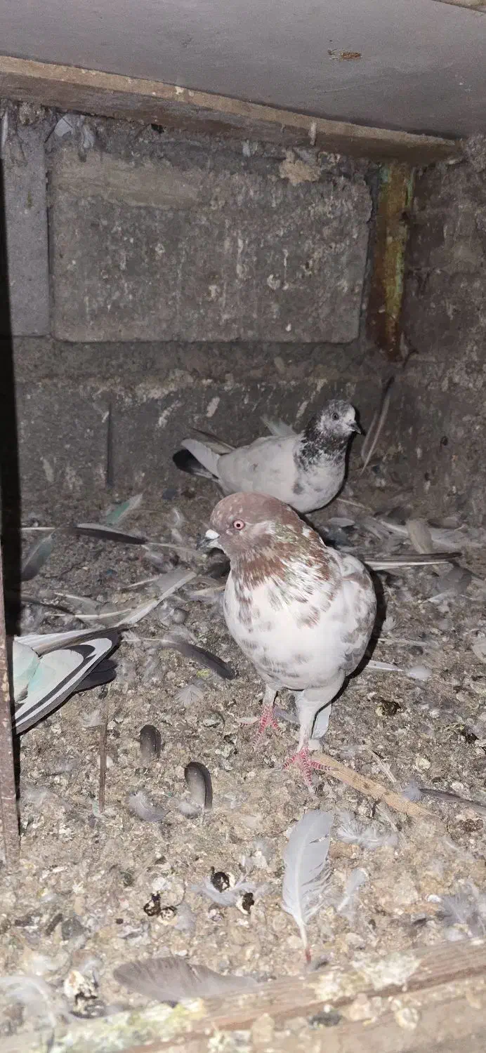 ایرانی پرشی|پرنده|میناب, |دیوار