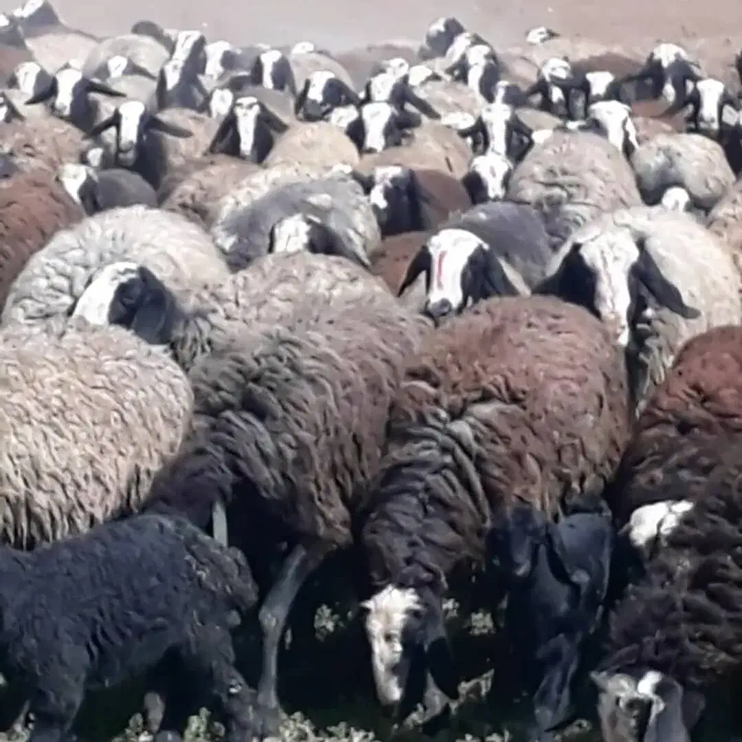 نژاد اصیل و برتر ایران|حیوانات مزرعه|مهریز, |دیوار