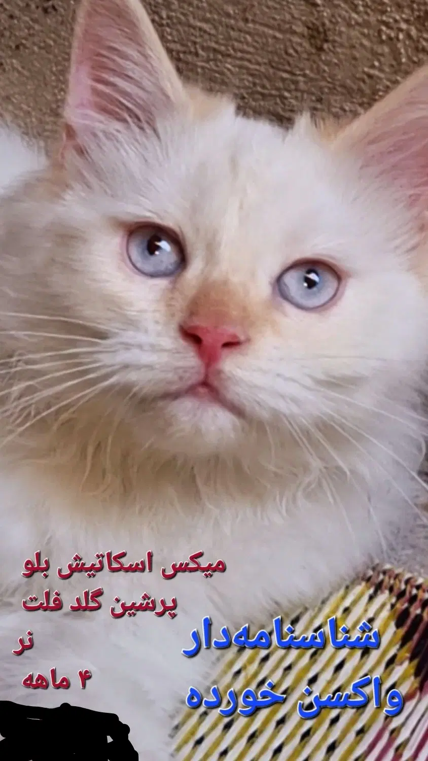واگذاری گربه نر سفید۶ ماهه و ماده مشکی کرم ۳ ماهه|گربه|تهران, صفا|دیوار