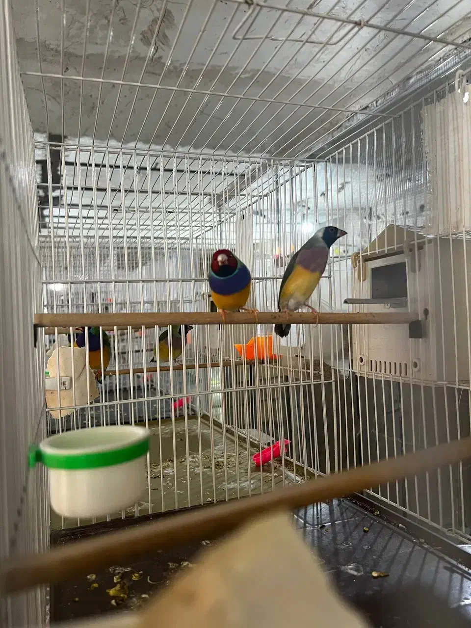 فنچ گلدین وکراواتی و جوجه گلدین و بنگالی|پرنده|مشهد, میان ولایت|دیوار