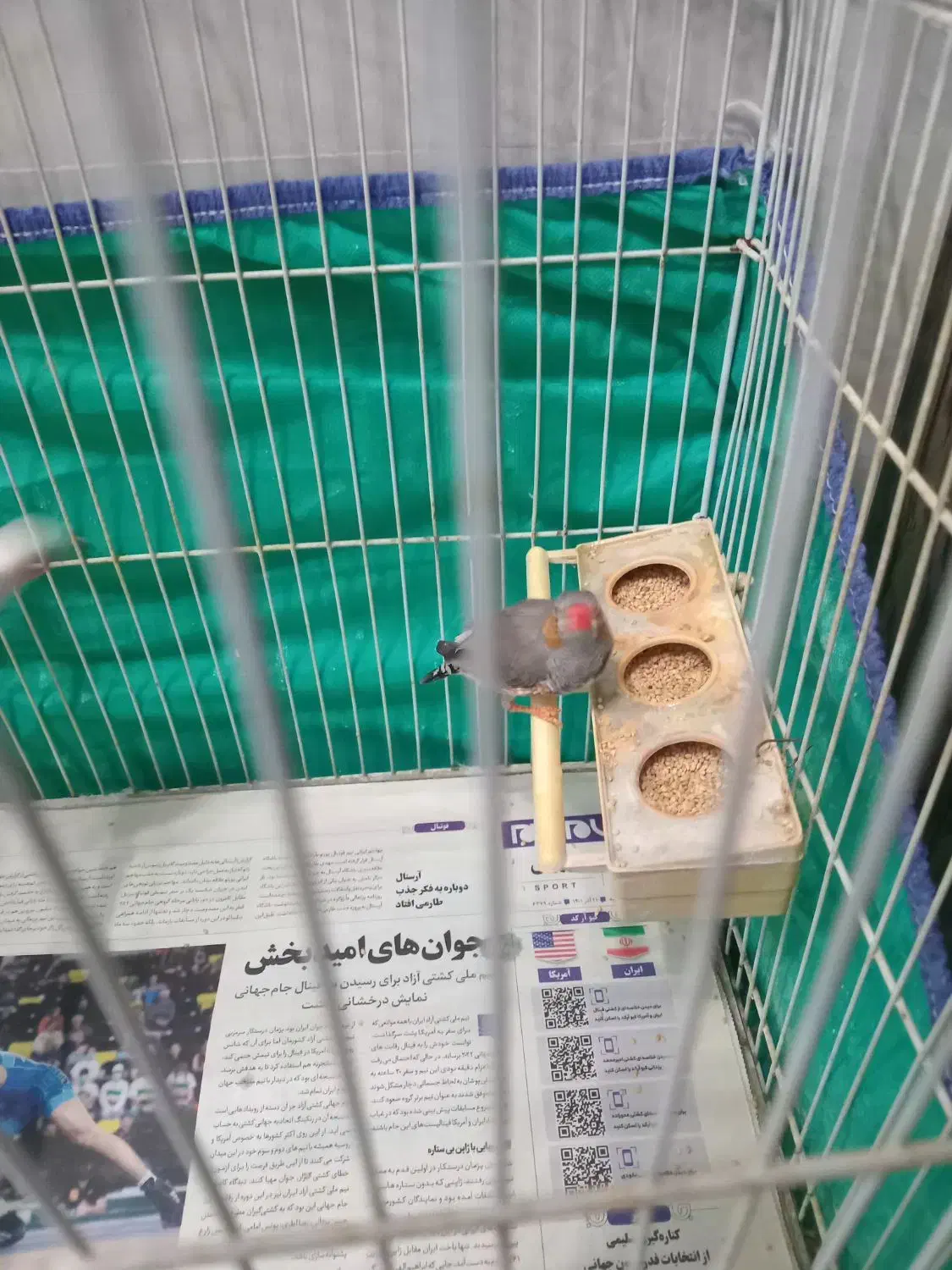 فنج نر|پرنده|رشت, باهنر|دیوار