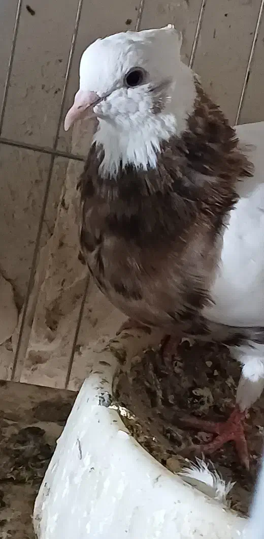 نروماده طوقی کلاهی  نر سرخ ماده سور معاوضه با سبز|پرنده|ریگان, |دیوار