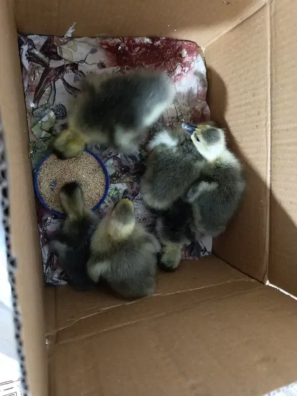 6عدد جوجه غاز|حیوانات مزرعه|قائم‌شهر, |دیوار