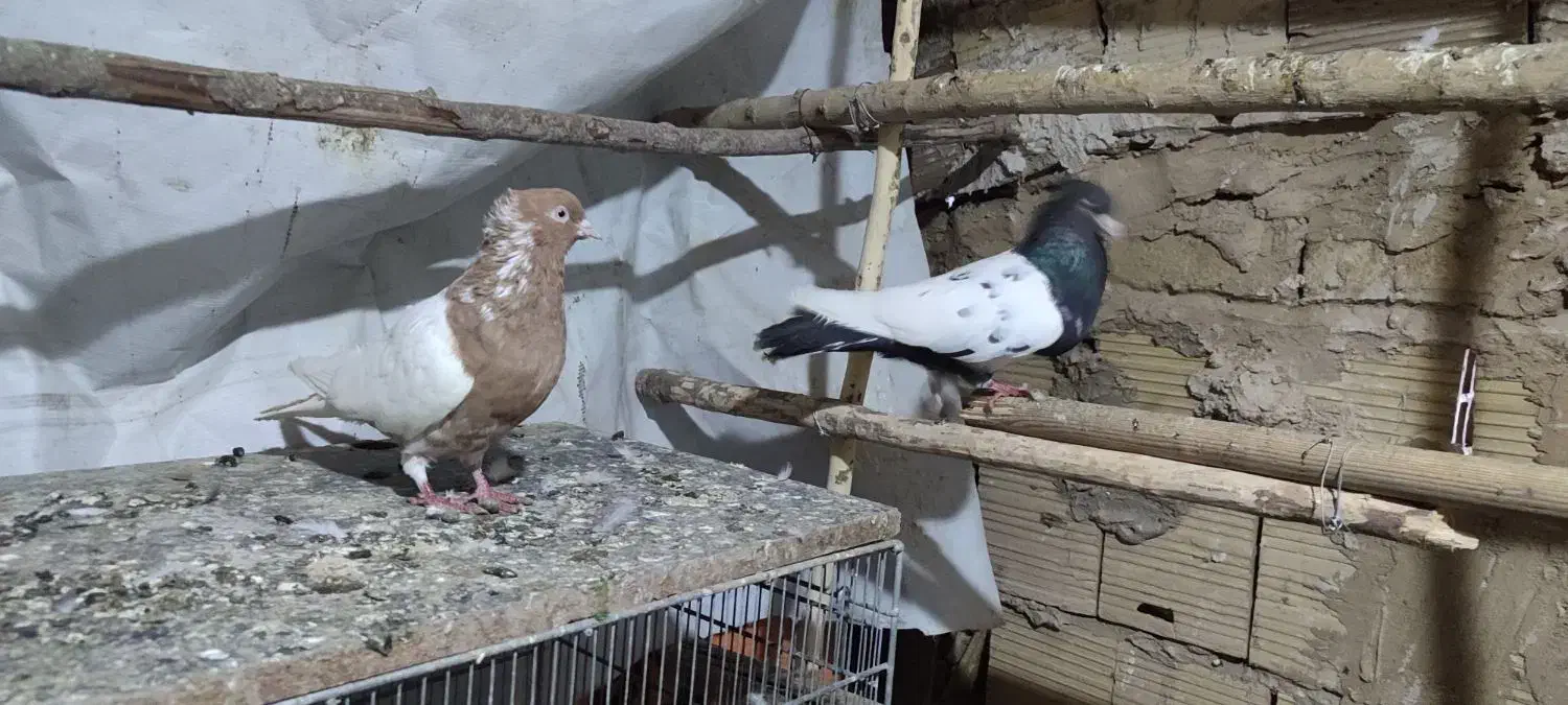 تعدادی کفتر خوب|پرنده|مشکیندشت, |دیوار