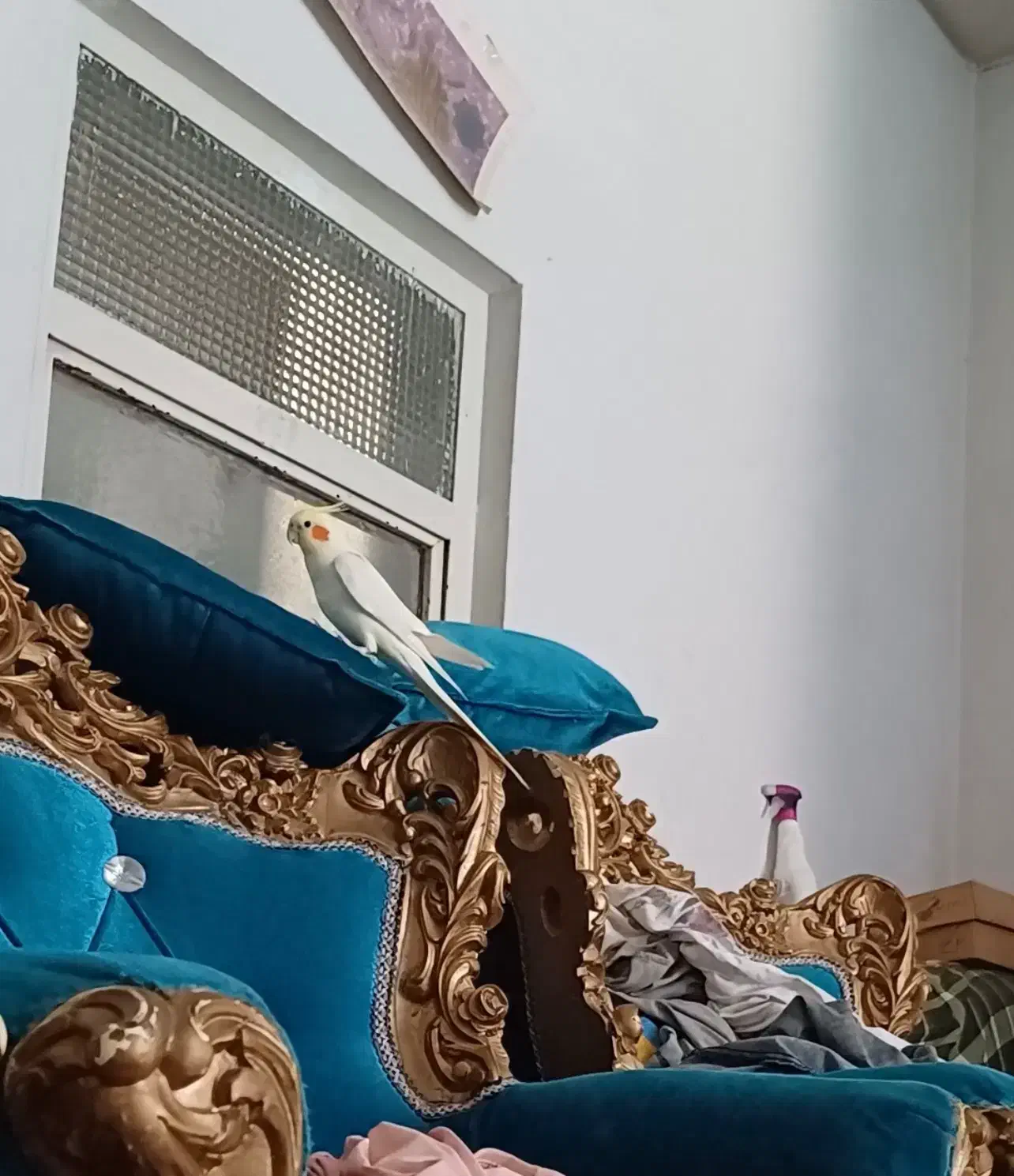 عروس هلندی لوتینو سخنگو|پرنده|شیراز, آزادگان|دیوار