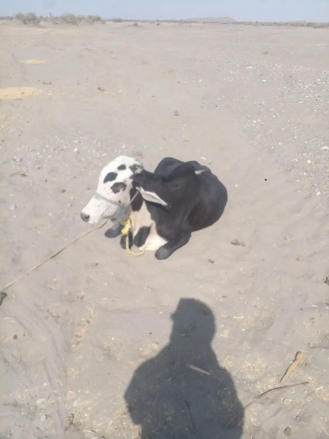 نر گاو دوساله|حیوانات مزرعه|چاه داد خدا, |دیوار