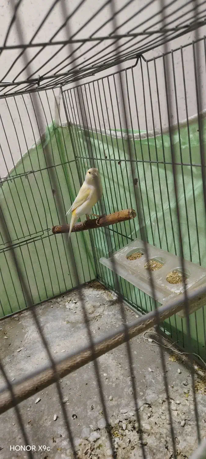 قناری ماده|پرنده|فولادشهر, B6|دیوار