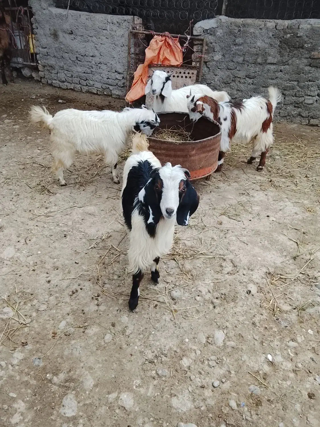 ۴تا بزغاله دانه ۴۵۰۰|حیوانات مزرعه|قرق, |دیوار