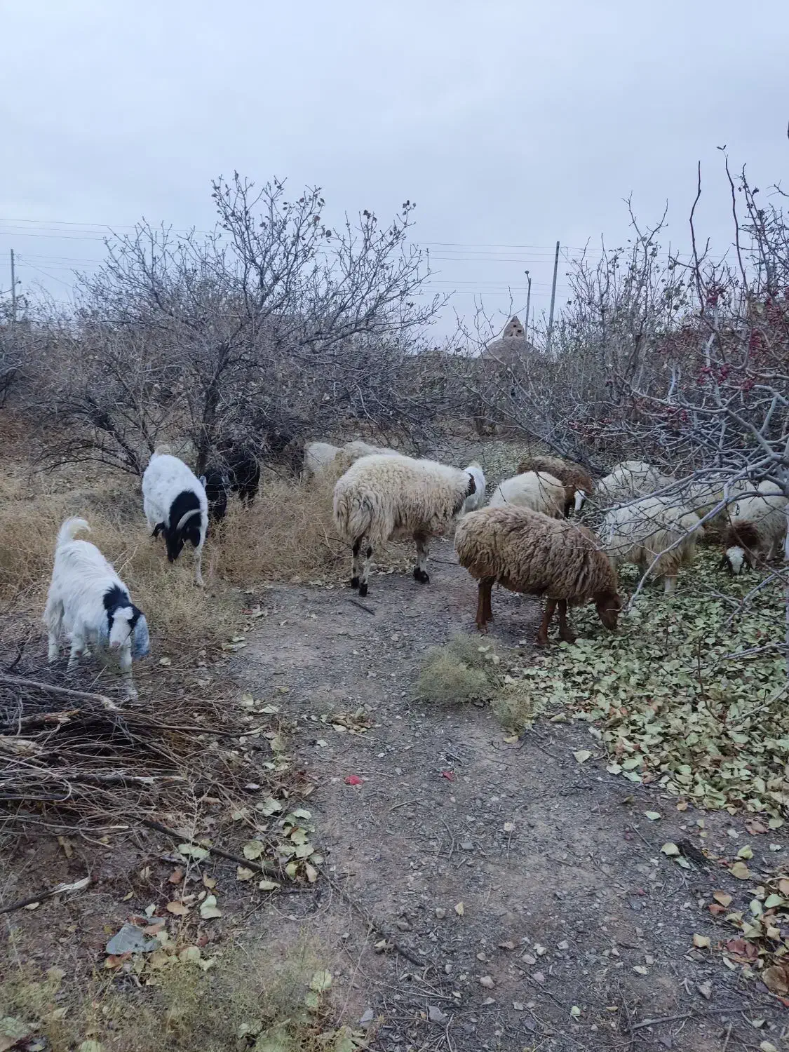 ۴کاور آبستن و۶ بزآبستن ۳عدد زاییده بفروش  می رسد|حیوانات مزرعه|فردوس (خراسان), |دیوار
