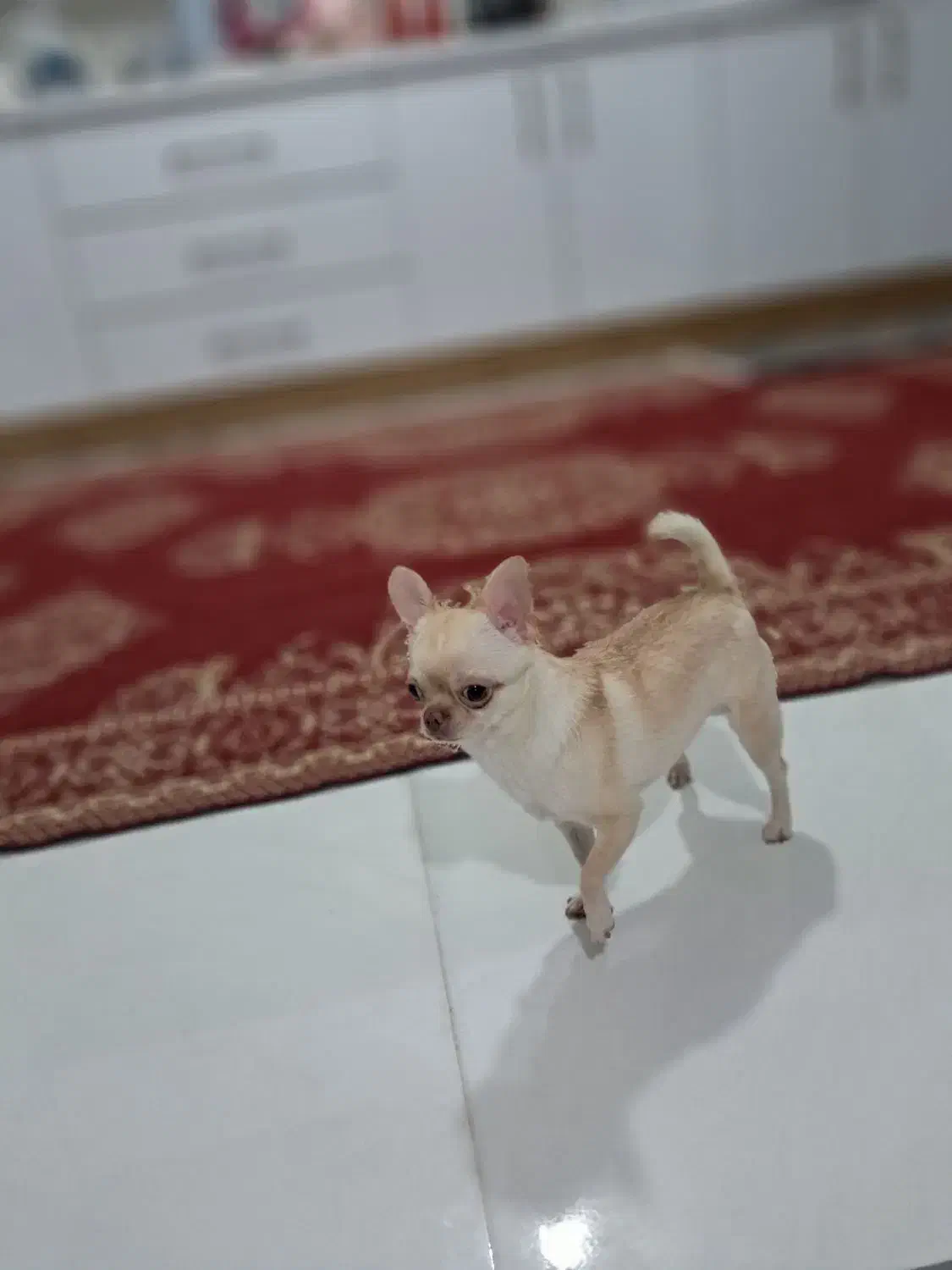 واگذاری شیواوا|سگ|ساری, |دیوار