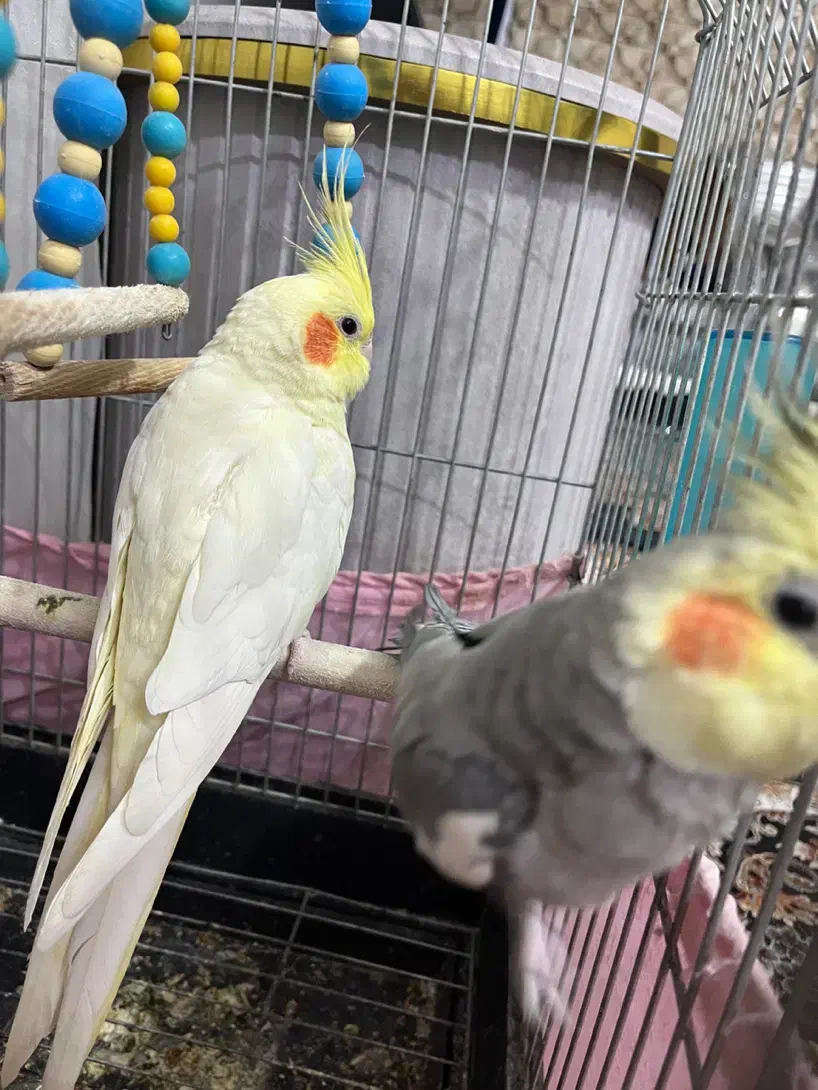 عروس هلندی و معاوضه|پرنده|قرچک, زیبا شهر|دیوار