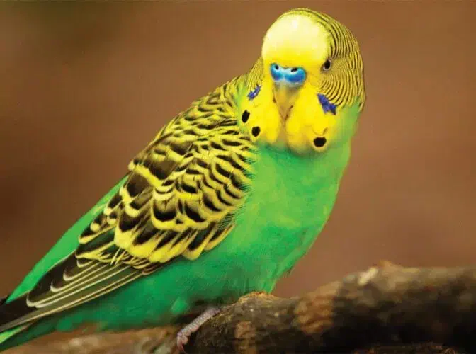 گمشده مرغ عشق دستی|حیوانات|بافق, |دیوار