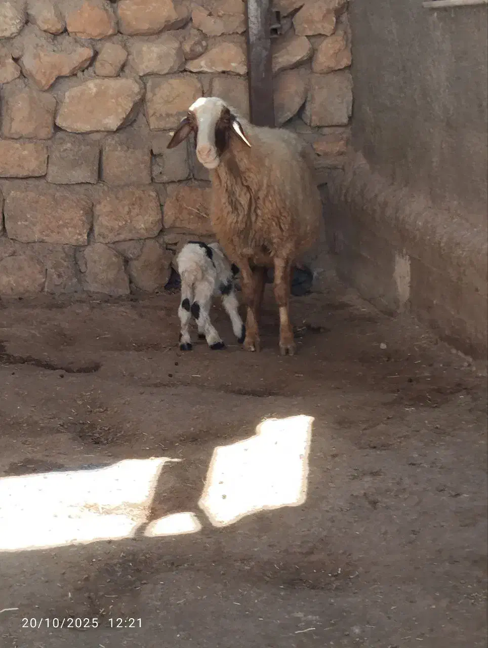 گله کامل فروش|حیوانات مزرعه|اسلام‌‌آباد غرب, |دیوار