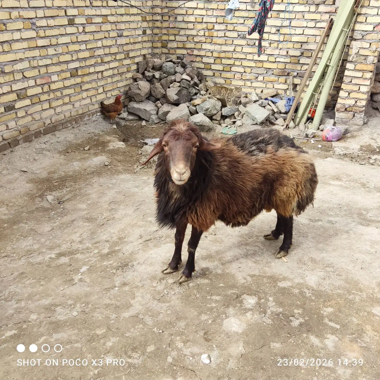 قوچ هترو|حیوانات مزرعه|قره پشتلو, |دیوار