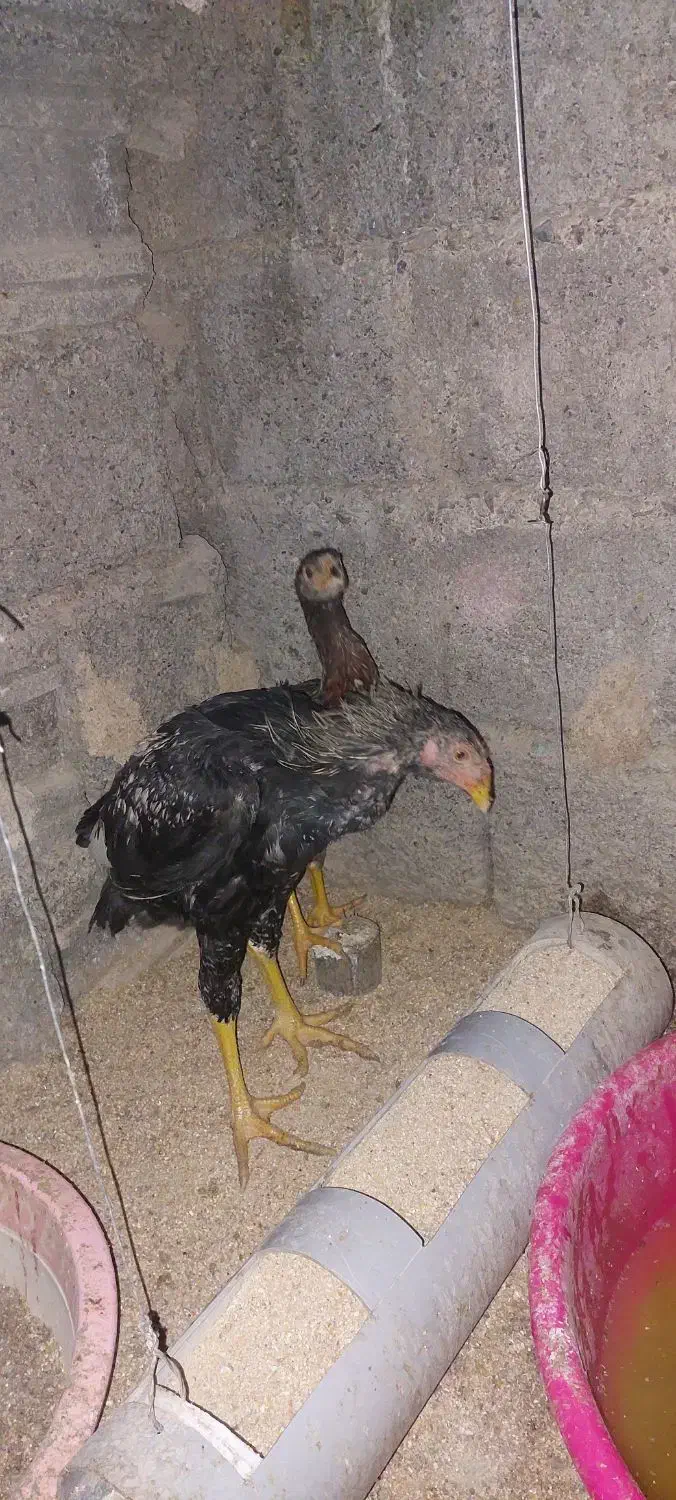 مرغ و خروس لاری|حیوانات مزرعه|آسارا, |دیوار