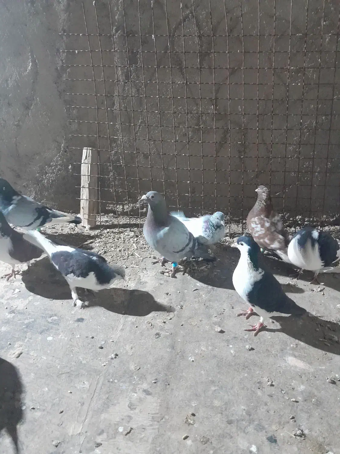 کبوتر پرشی|پرنده|عطاملک, |دیوار