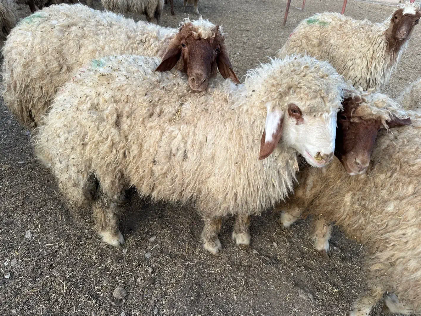 بره پرواری|حیوانات مزرعه|سرپل ذهاب, |دیوار