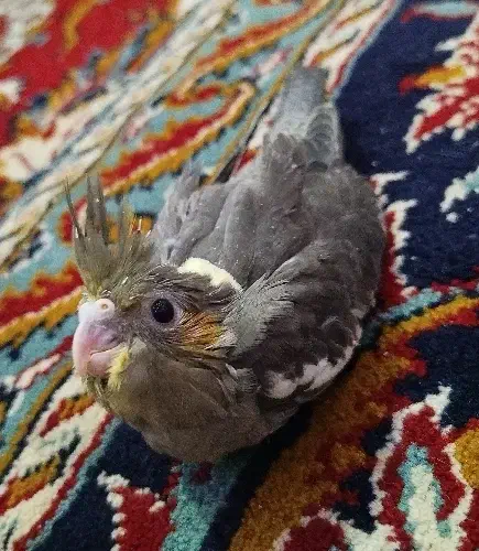 جوجه عروس هلندی|پرنده|تایباد, |دیوار