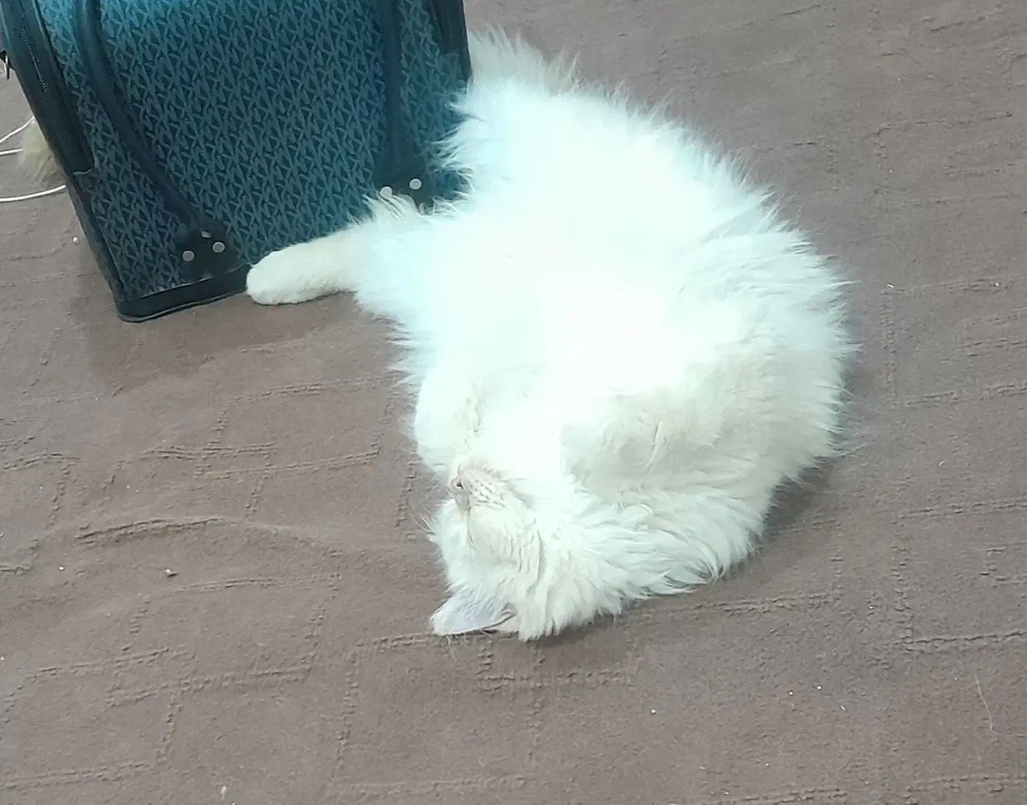 گربه پرشین|گربه|دزفول, |دیوار