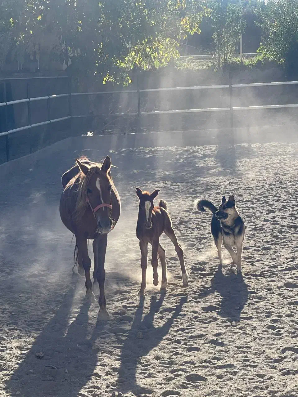 فروش اسب|اسب و تجهیزات اسبسواری|دماوند, دماوند|دیوار