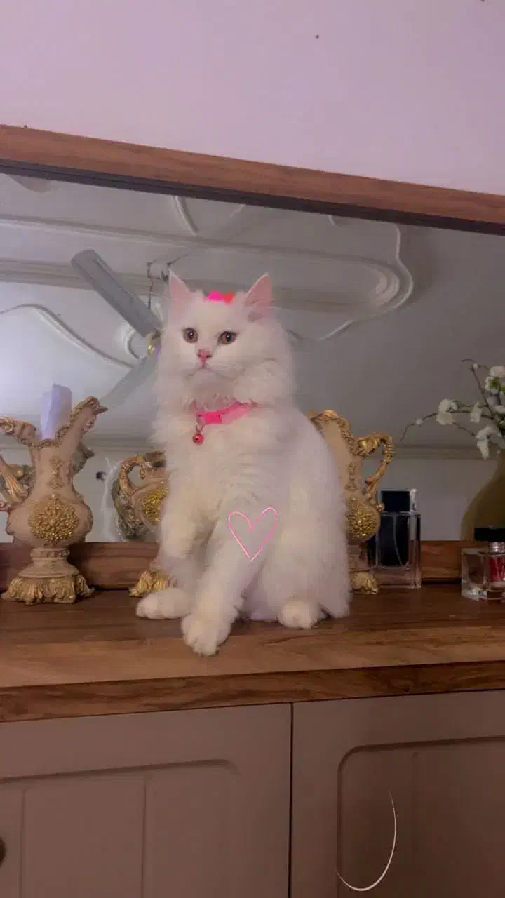 گربه|گربه|اهواز, کارون|دیوار