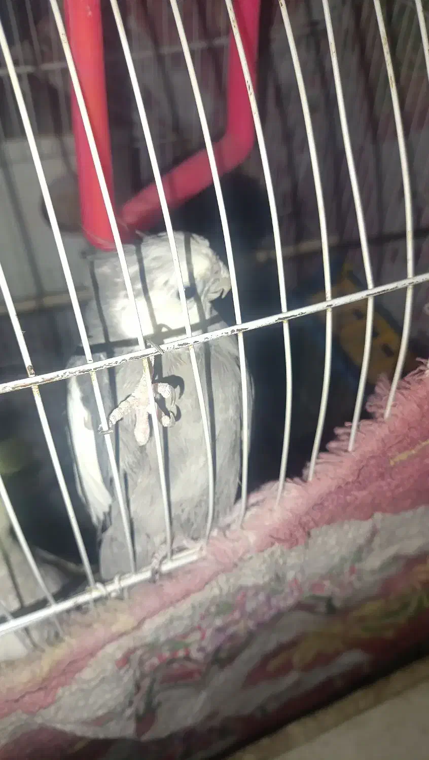 جفت عروس هلندی معاوضه با سگ خوب|پرنده|بندر ماهشهر, |دیوار