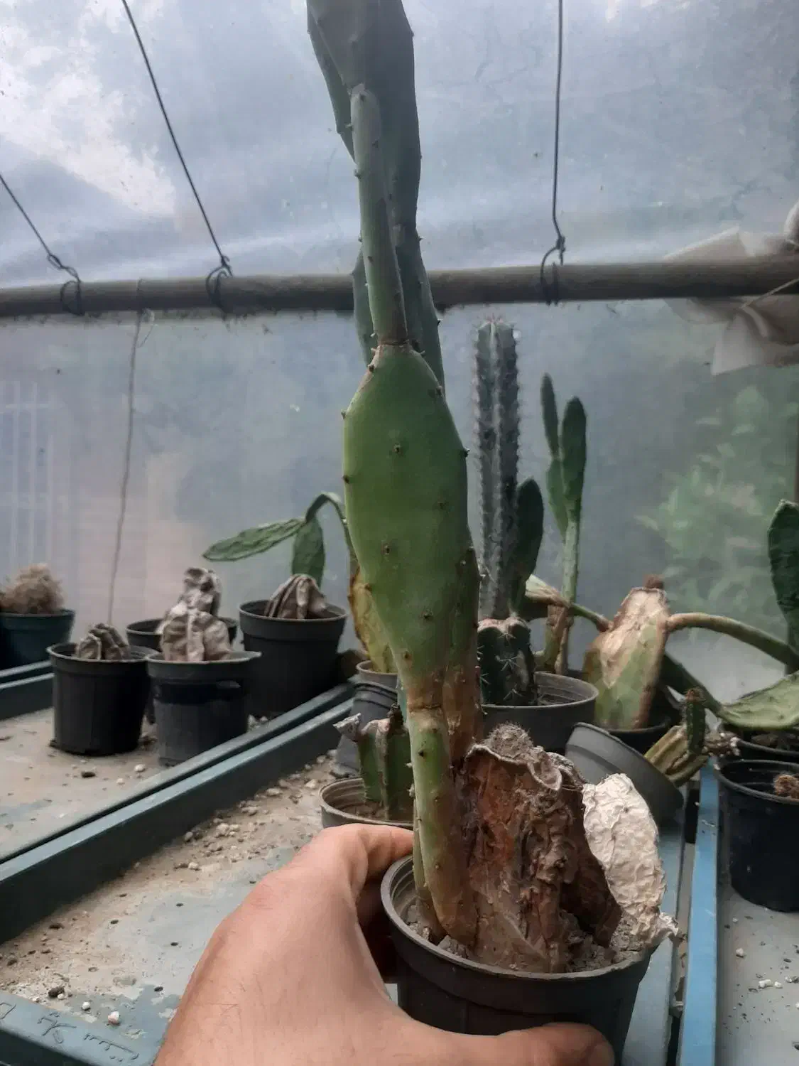 فروش کاکتوس ریز درشت درهم حراجی|گل و گیاه طبیعی|سلمانشهر, |دیوار