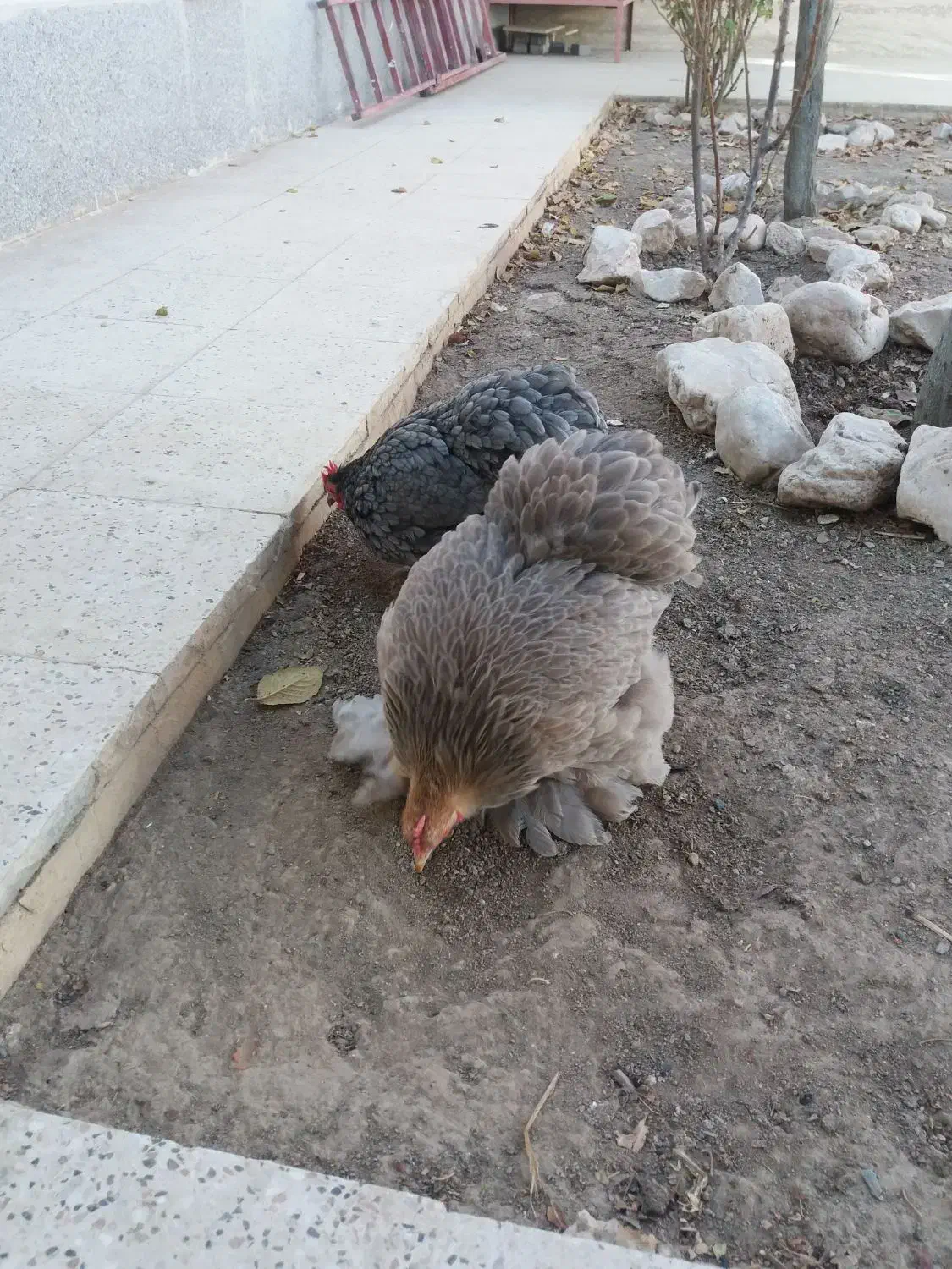 مرغ کوشین وگلین نژاد دار پرپا|حیوانات مزرعه|گلبهار, شهر جدید گلبهار|دیوار