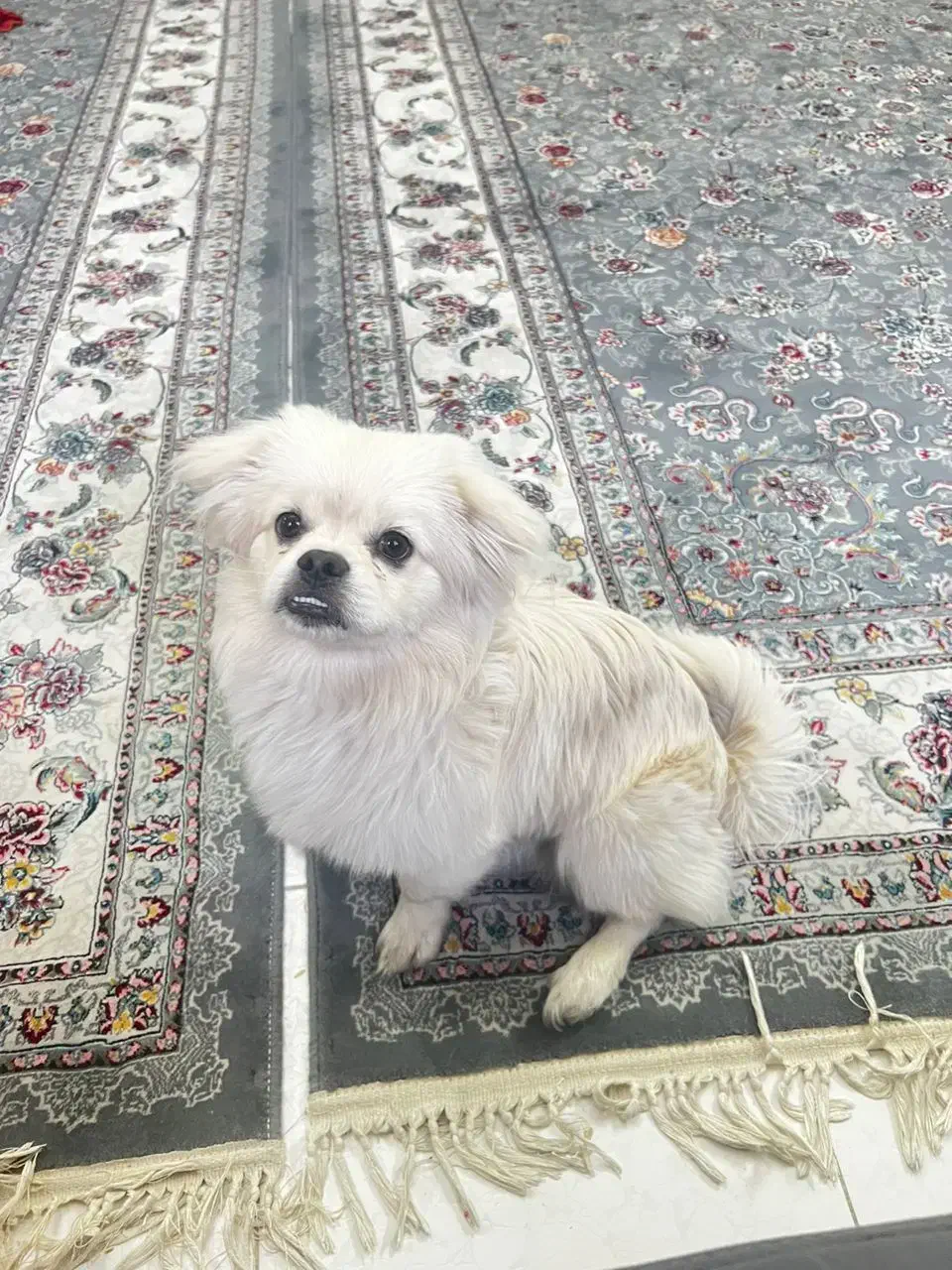 سگ کراس 9 ماهه|سگ|ری, شهرک نظامی|دیوار