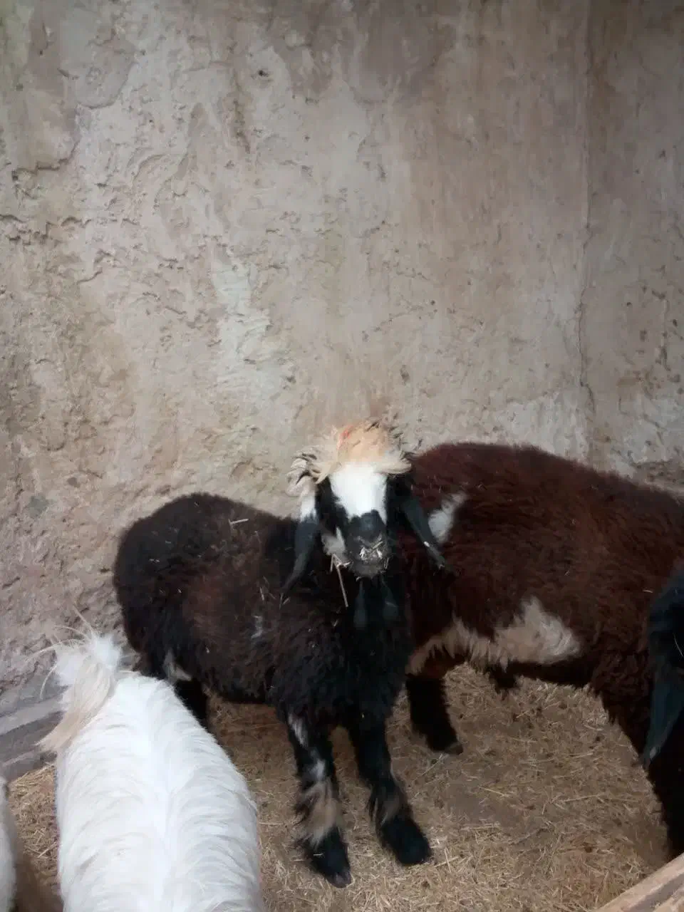 سن جون سه بیگ  10 قیمت  سن جون سه بیگ|حیوانات مزرعه|مسجد سلیمان, |دیوار