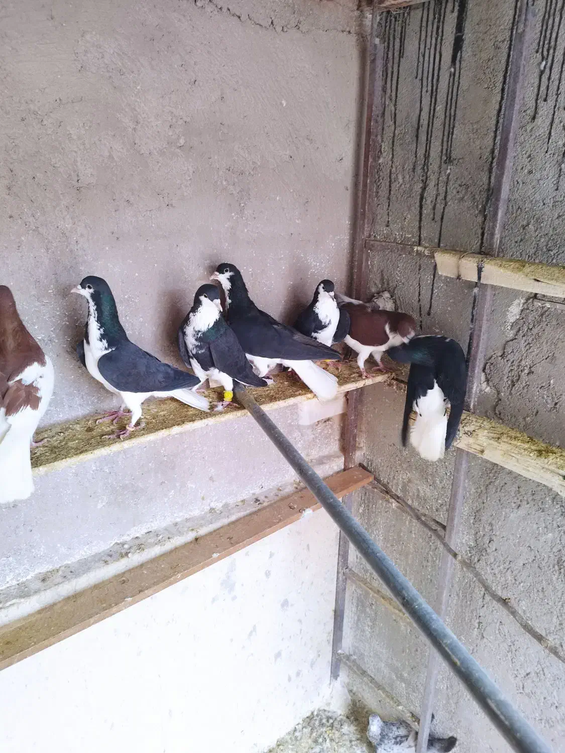 کبوتر خوش رنگ|پرنده|قزوین, |دیوار