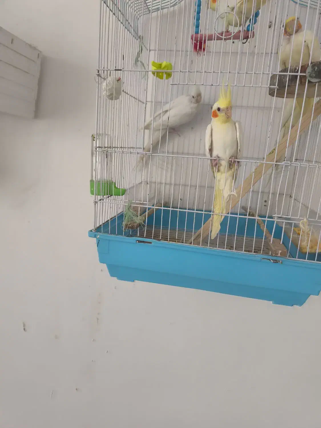 عروس هلندی|پرنده|رشت, فلسطین|دیوار