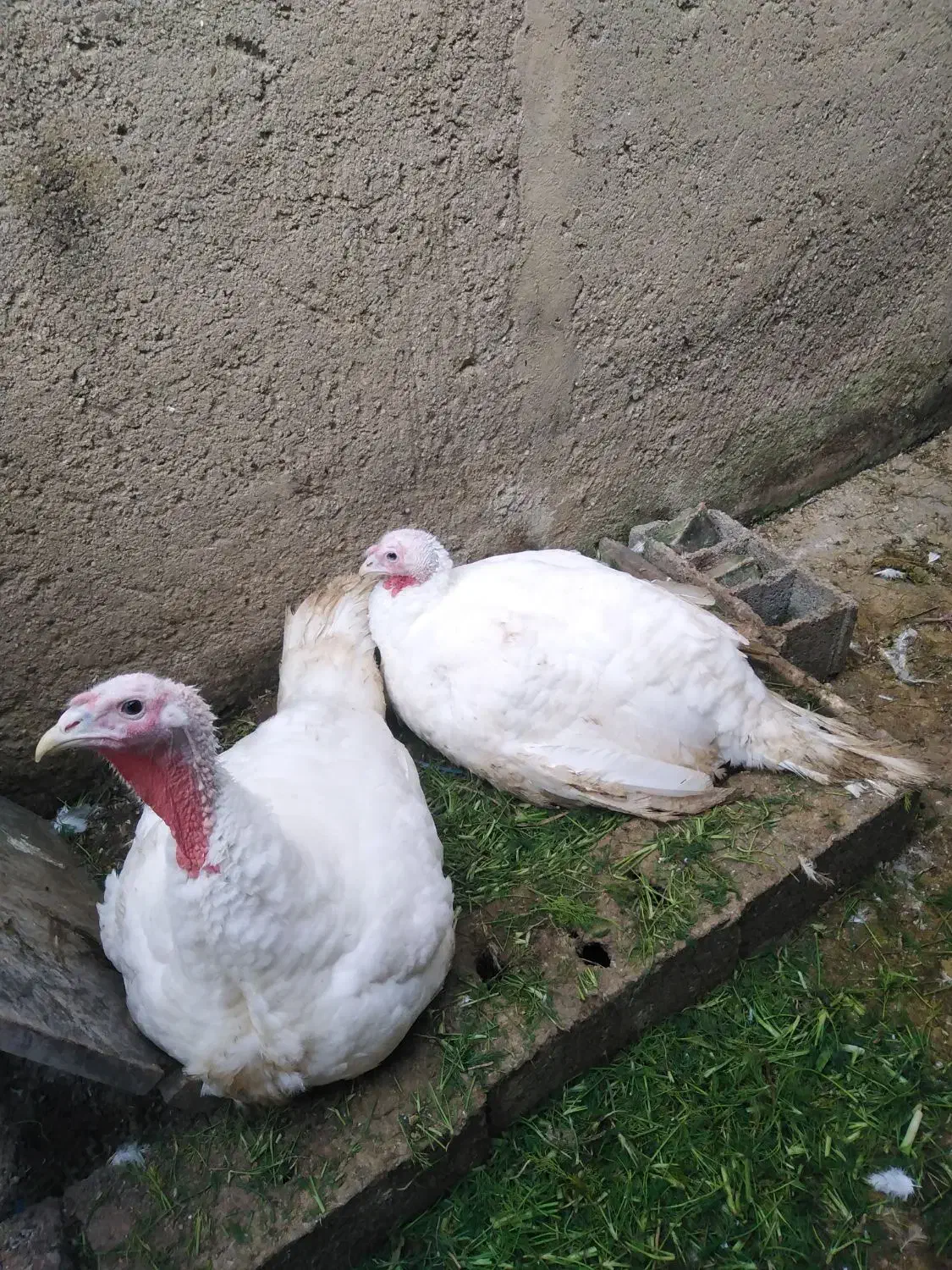 فروش بوقلمون اُرگانیک|حیوانات مزرعه|قائم‌شهر, |دیوار