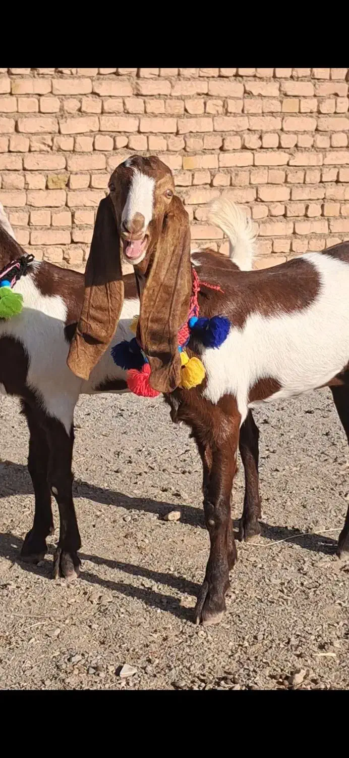 بزغاله ماده گوش بلند|حیوانات مزرعه|شهرآباد, |دیوار