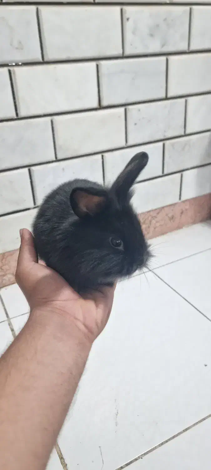 خرگوش از نژاد لپ|موش و خرگوش|بندرعباس, |دیوار