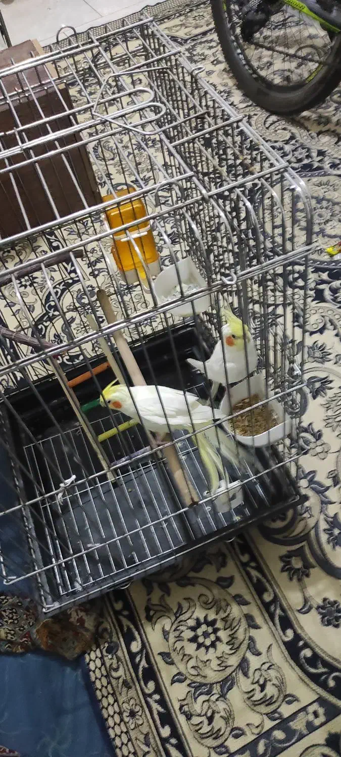 عروس هلندی مولد|پرنده|تهران, اتابک|دیوار