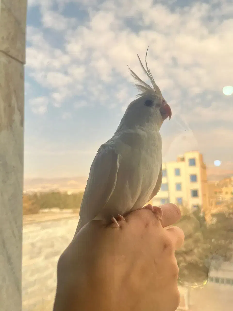 فروش ۲جوجه عروس هلندی نازوبازیگوش|پرنده|کرج, حصارک بالا|دیوار