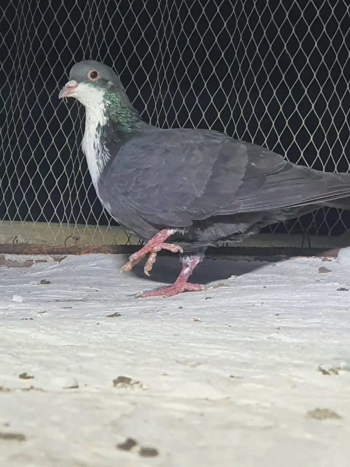 ۴ عددنرب ضمانت|پرنده|چابهار, |دیوار