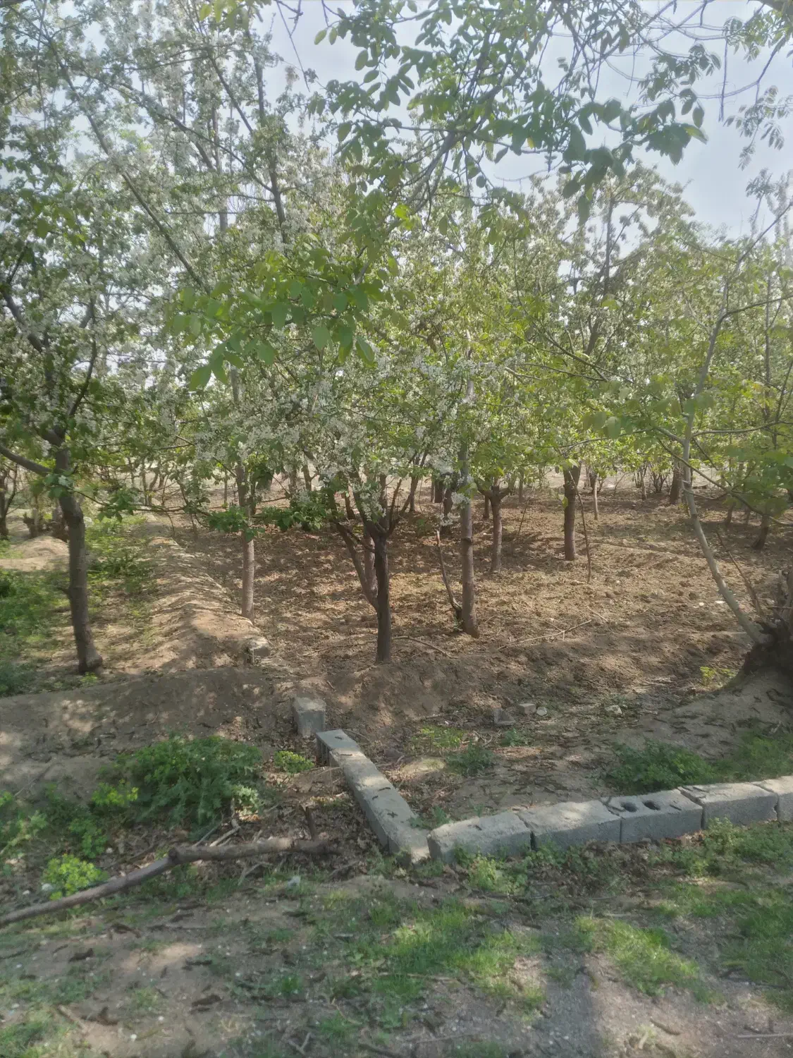 ۵قطعه باغچه ۳۵۰ متری سنددارکنارهم درکرج|فروش زمین و ملک کلنگی|کرج, کلاک پایین|دیوار